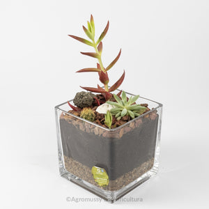 Micro jardín de vidrio con cactus y suculentas