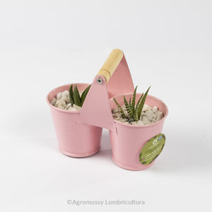 Arreglos con cactus y suculentas para regalo corporativo