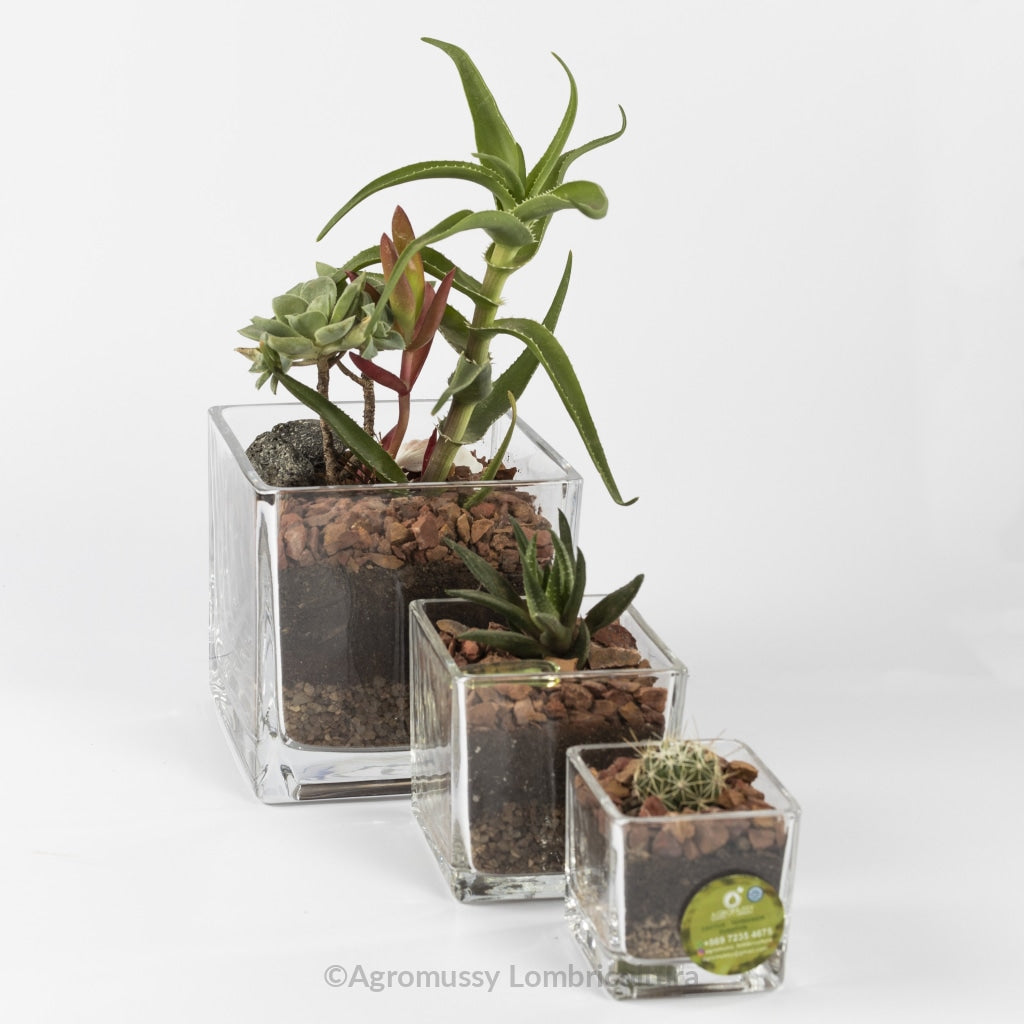 Terrarios de vidrio con cactus y suculentas